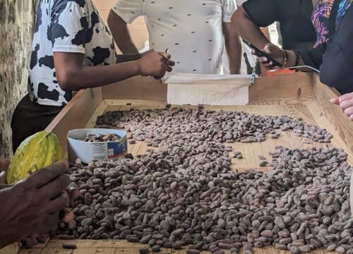 Learn why Grenada is called the Spice Isle by visiting cocoa estates, chocolate factories, and spice plantations.